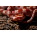 Serpiente del maizal - Guttata Albina het amel - Pantherophis guttatus